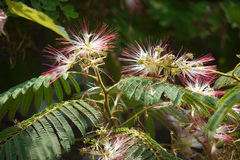 Albizia chinensis